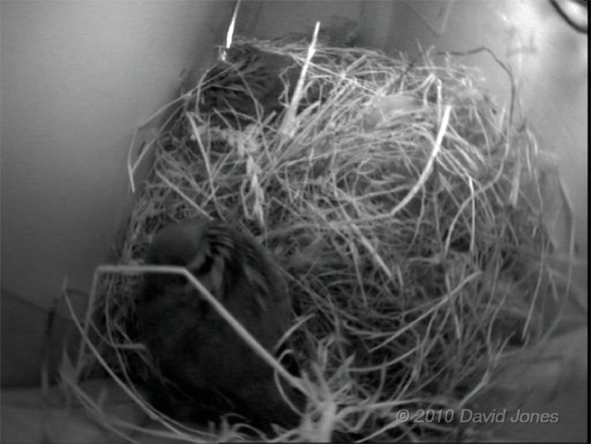 The House Sparrows roosting tonight, 1 April