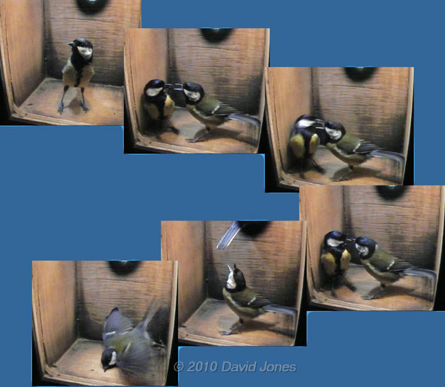 The first Great Tit visits of the morning, 2 April