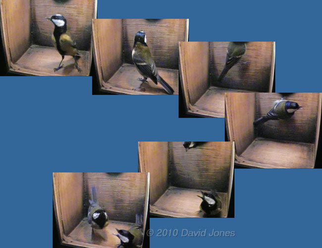 Interactions between the Great Tit pair at 7.44am - 1