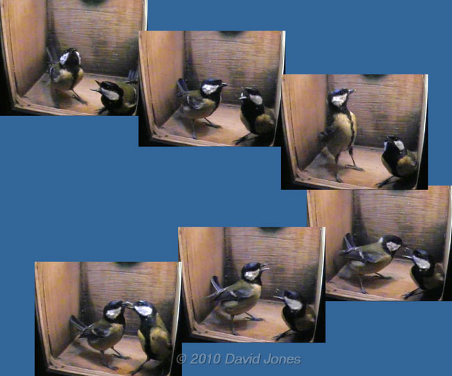 Interactions between the Great Tit pair at 7.44am - 2