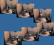 Interactions between the Great Tit pair at 7.44am - 2
