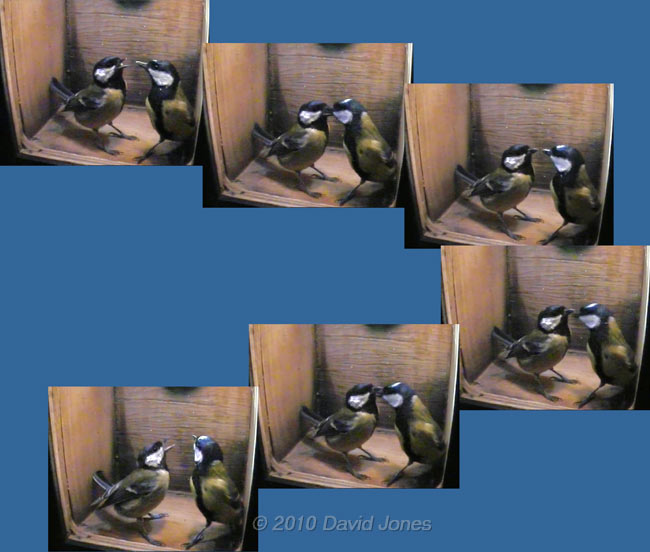 Interactions between the Great Tit pair at 7.44am - 3