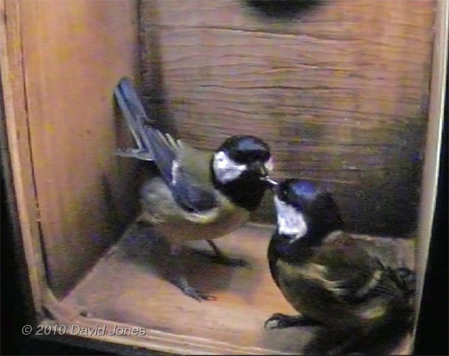 Great Tit courtship feeding, 3 April