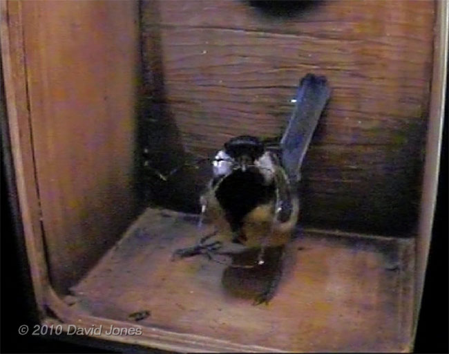 First delivery of nesting materials (moss 'root'), 3 April