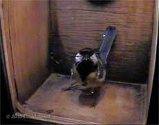 First delivery of nesting materials (moss 'root'), 3 April