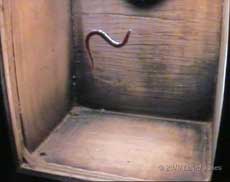 Earthworm on nest box glass panel, 3 April
