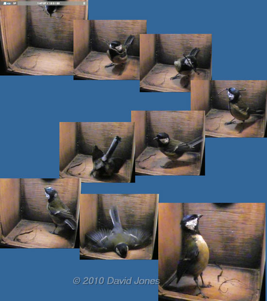 Interaction between Great Tit pair, 4 April - 1