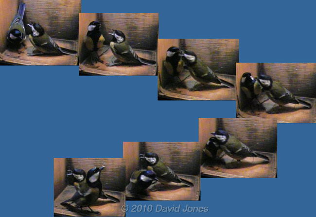 Interaction between Great Tit pair, 4 April - 2