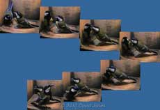 Interaction between Great Tit pair, 4 April - 2