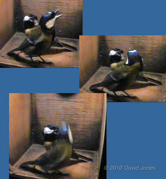 Interaction between Great Tit pair, 4 April - 3
