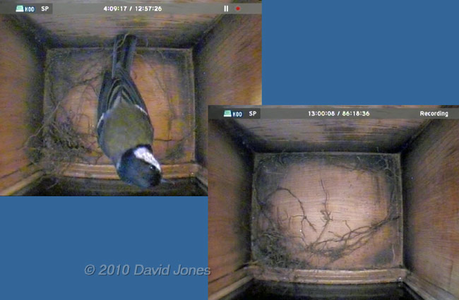 Female Great Tit makes her final visit of the day, 4 April