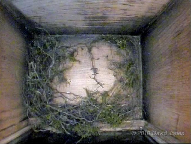 Great Tit nest at the end of the day, 5 April - 2