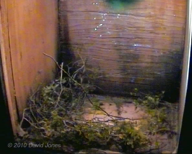 Great Tit nest at the end of the day, 5 April - 1