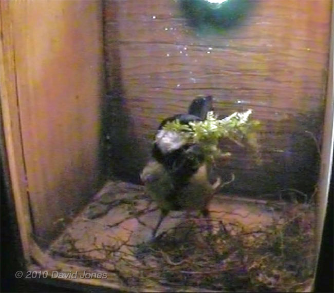 Great Tit female brings in the first bit of moss foliage, 5 April