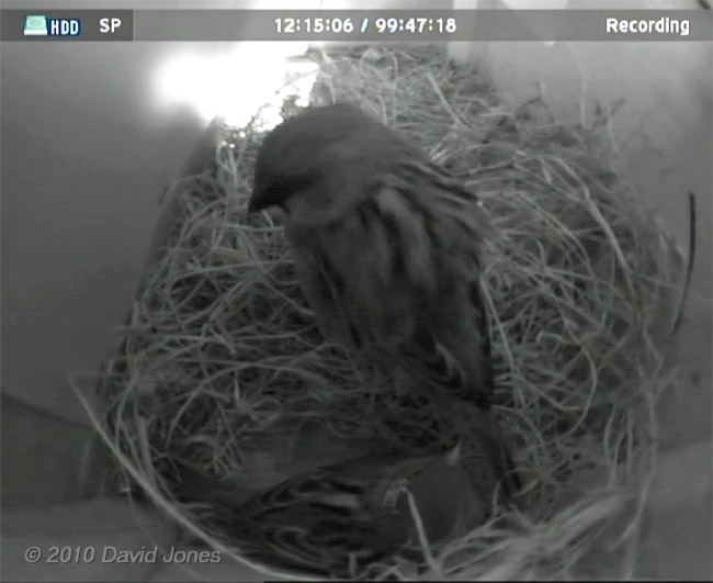 The House Sparrows prepare to roost, 5 April