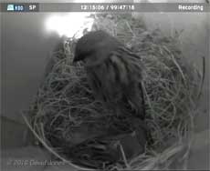 The House Sparrows prepare to roost, 5 April