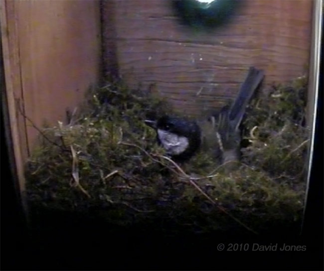 Great Tit female rests in her partly built nest, 7 April