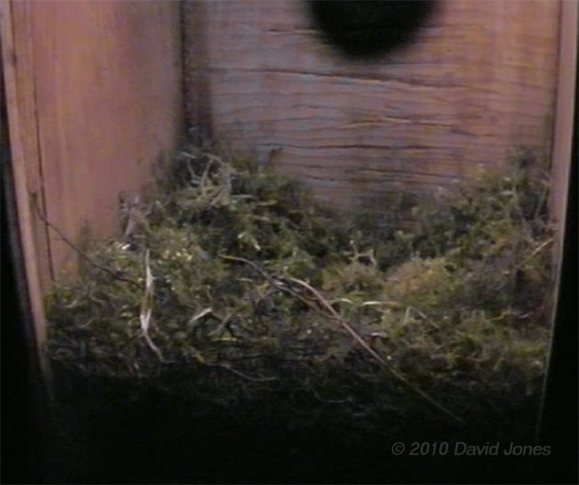 Great Tits' partly built nest tonight, 7 April - 1