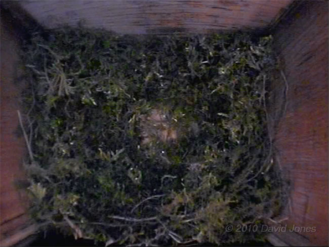 Great Tits' partly built nest tonight, 7 April - 2