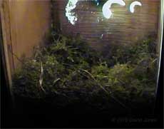 Sunshine in the Great Tit box at 7.30am, 8 April