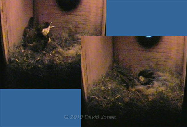 Female Great Tit visits nest at 7.34pm, 9 April