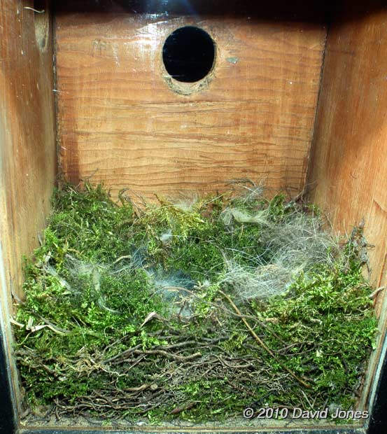 The Great Tit nest tonight - 1, 9 April
