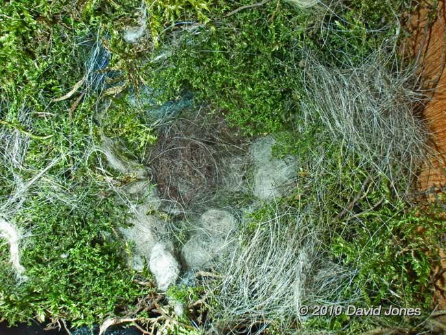 The Great Tit nest tonight - 2, 9 April