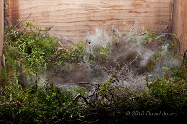 The Great Tit nest this evening, 10 April