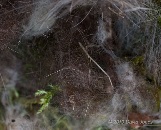 The Great Tit nest this evening - the nest cup, 10 April