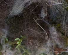 The Great Tit nest this evening - the nest cup, 10 April