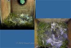 The Great Tit nest after the final delivery of the day, 10 April