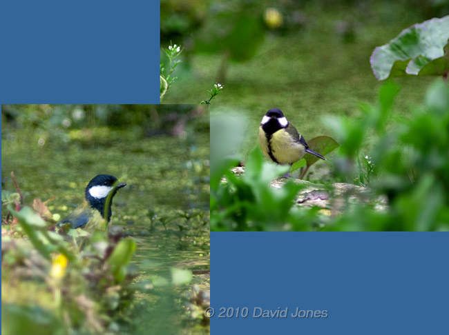 The Great Tit female hunting next to the pond, 12 April