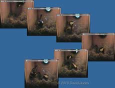 The Great Tits visit the nest this evening, 12 April - 1