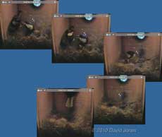 The Great Tits visit the nest this evening, 12 April - 2