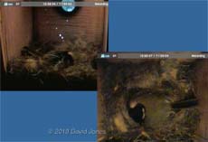 The Great Tit  female roosts in the box for the first time, 13 April 2010