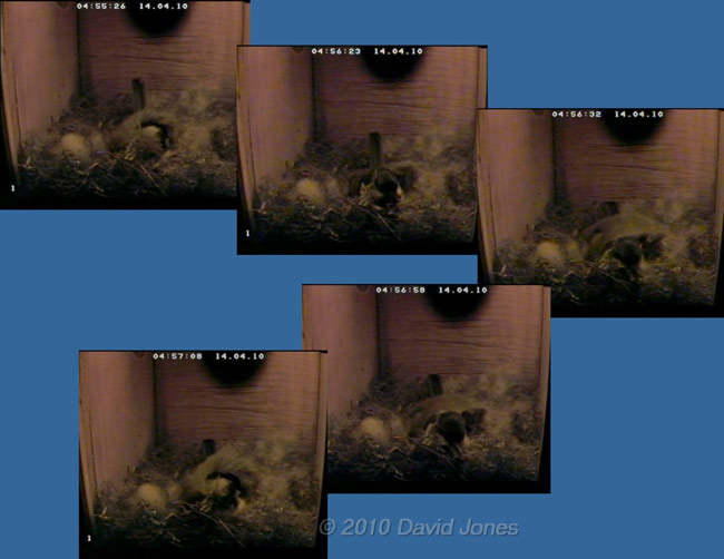 The Great Tit  lays her first egg at 4.56am, 14 April 2010