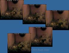 The Great Tit  lays her first egg at 4.56am, 14 April 2010