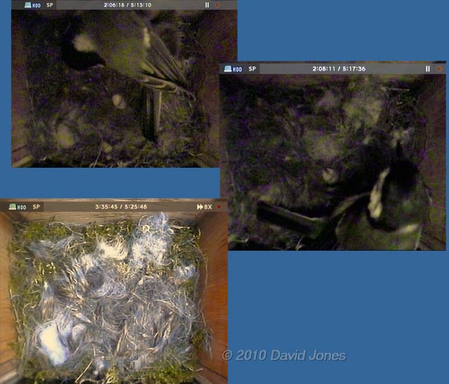 The Great Tit  linspects her first egg, 14 April 2010