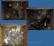 The Great Tit  linspects her first egg, 14 April 2010