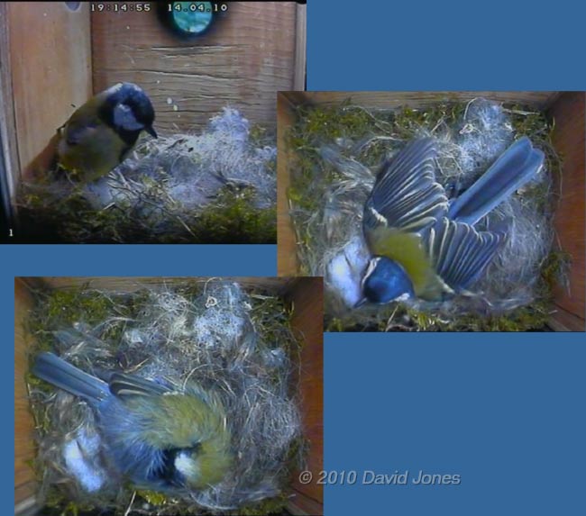 The female Great Tit returns for the night, 14 April