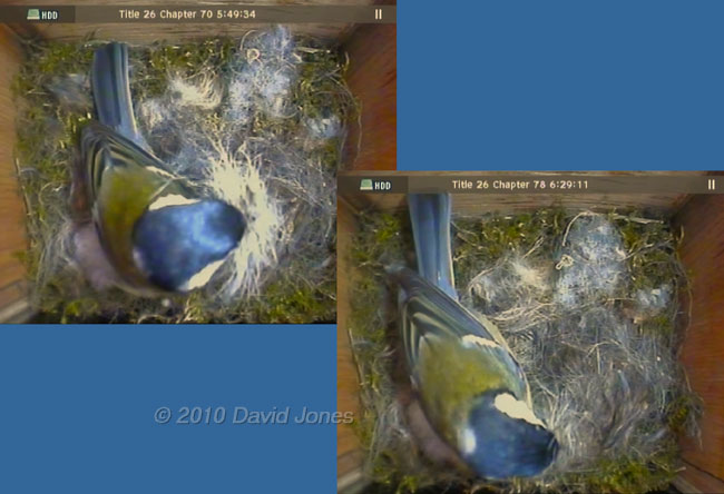The female Great Tit brings in more hair, 14 April
