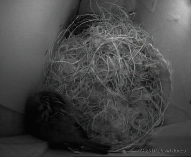 The Sparrows, settled for the night, 15 April