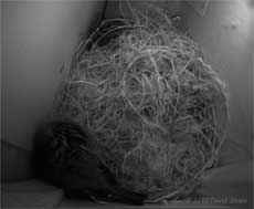 The Sparrows, settled for the night, 15 April