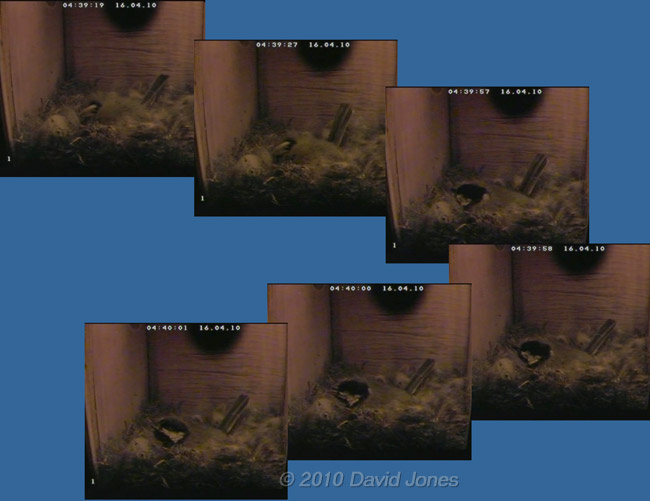 The Great Tit's third egg is laid at 4.40am, 16  April - 1