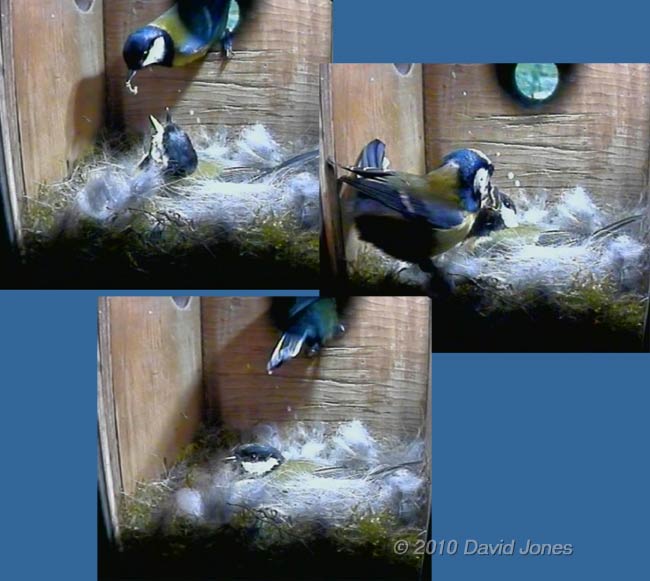 The Great Tit male brings a caterpillar for his mate, 16  April