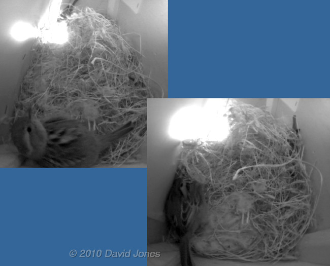 The Sparrows tonight, 16  April