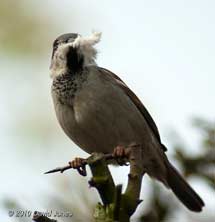 A male Sparrow with soft bedding for his nest, 19  April
