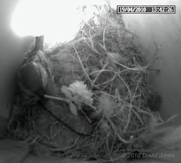 The male Sparrow brings in a flower, 19 April 2010