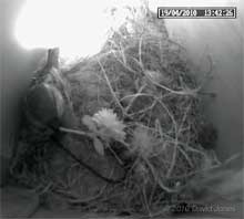 The male Sparrow brings in a flower, 19 April 2010