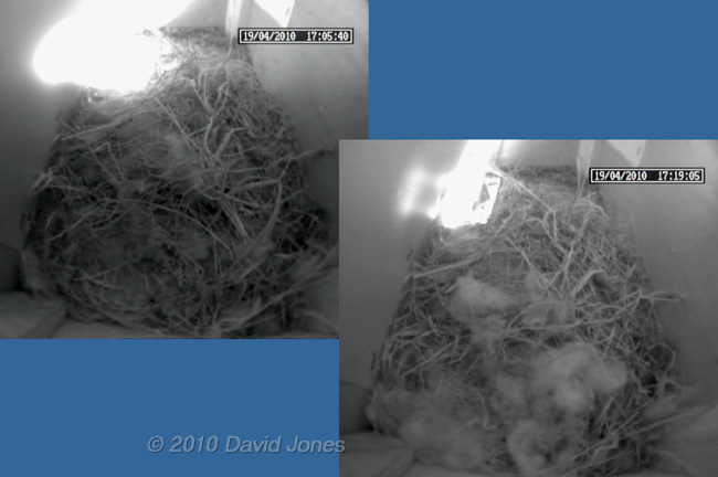 The Sparrows - soft bedding brought in this afternoon, 19 April